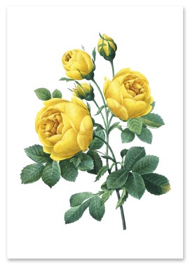 Plakat cyfrowy do wydruku żółte róże